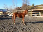 Poulain Welsh part-bred 