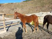 Poulain Welsh part-bred 