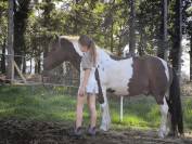 Poney B hongre pie bai