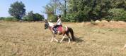 Poney B hongre pie bai