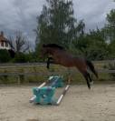 Ruin Franse rijpony PFS Te koop 2024 Donker bruin / bai ,  Jogry d&rsquo;Odival