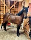Ruin Franse rijpony PFS Te koop 2024 Donker bruin / bai ,  Jogry d&rsquo;Odival