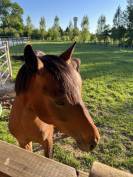 Ruin Franse rijpony PFS Te koop 2024 Donker bruin / bai ,  Jogry d&rsquo;Odival