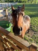 Ruin Franse rijpony PFS Te koop 2024 Donker bruin / bai ,  Jogry d&rsquo;Odival