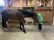 Ruin Franse rijpony PFS Te koop 2024 Donker bruin / bai ,  Jogry d&rsquo;Odival