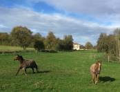 Ancien Moulin 4,3 hectares