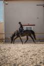 &Agrave; vendre &ndash; Hongre de 6 ans 