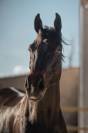 &Agrave; vendre &ndash; Hongre de 6 ans 
