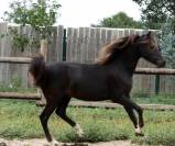 Super poney welsh 