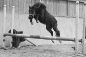 Super poney welsh 