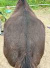 Super poney welsh 