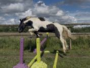 Poney OC - 2 ans 