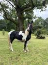 Poney OC - 2 ans 