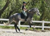 Hongre PRE 6ans 