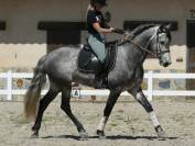 Hongre PRE 6ans 
