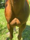 CAVALLO AMERICANO*DOCUMENTI*DOMATO*CASTRONE*PERFETTO