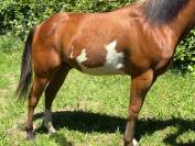 CAVALLO AMERICANO*DOCUMENTI*DOMATO*CASTRONE*PERFETTO