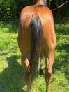 CAVALLO AMERICANO*DOCUMENTI*DOMATO*CASTRONE*PERFETTO