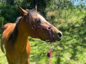 CAVALLO AMERICANO*DOCUMENTI*DOMATO*CASTRONE*PERFETTO