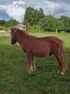 Poney Shetland PP