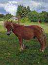 Poney Shetland PP