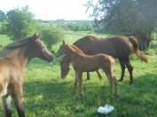 2 pouliches