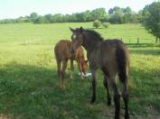 2 pouliches