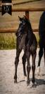 Pouliche kwpn dressage 