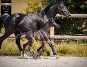 Pouliche kwpn dressage 