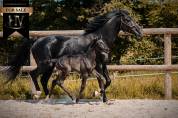 Pouliche kwpn dressage 