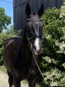 poulini&egrave;re dressage 6 ans