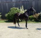poulini&egrave;re dressage 6 ans