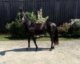 poulini&egrave;re dressage 6 ans