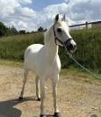 Ponette As2 