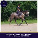 Mare AQPS For sale 2022 Grey