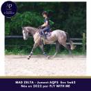Mare AQPS For sale 2022 Grey