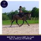 Mare AQPS For sale 2022 Grey