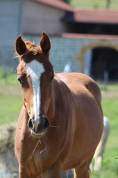 Pouliche arabo-paint 