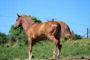 Pouliche arabo-paint 