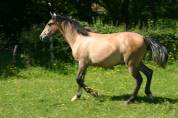 poulain hongre espagnol