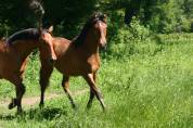 poulain hongre espagnol