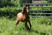 poulain hongre espagnol