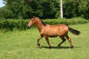 poulain hongre espagnol