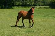 poulain hongre espagnol