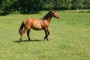 poulain hongre espagnol