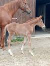 Foal m&acirc;le Selle Fran&ccedil;ais souche 5*