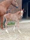 Foal m&acirc;le Selle Fran&ccedil;ais souche 5*