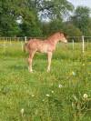 Foal m&acirc;le Selle Fran&ccedil;ais souche 5*