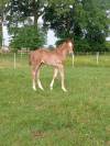 Foal m&acirc;le Selle Fran&ccedil;ais souche 5*