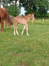 Foal m&acirc;le Selle Fran&ccedil;ais souche 5*